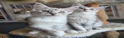 Maine Coon cats for sale: Stunning registered Maine Coon kittens - Advert 11