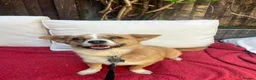 Mixed Breed dogs for adoption: TORRA - FOR ADOPTION  in Bath - Advert 1