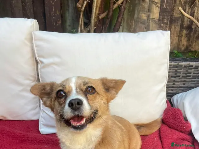 Mixed Breed dogs for adoption: TORRA - FOR ADOPTION - Advert 1