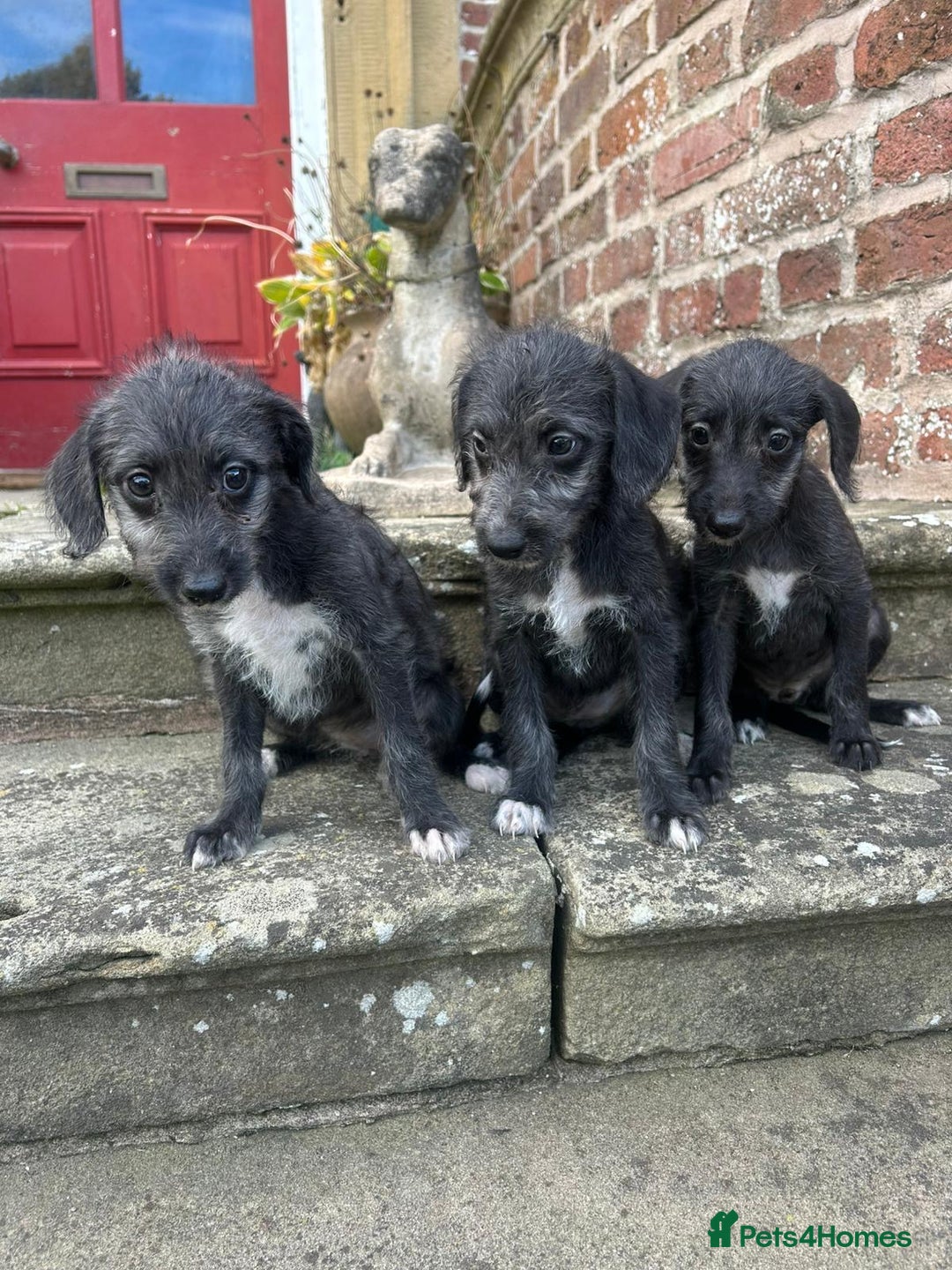 Bedlington Terrier dogs for sale: Fantastic F1 Bedlington x Whippet Puppies  - Image 8