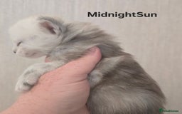 Maine Coon cats for sale: Maine Coon Kittens Black Shaded European Lines - Image 9