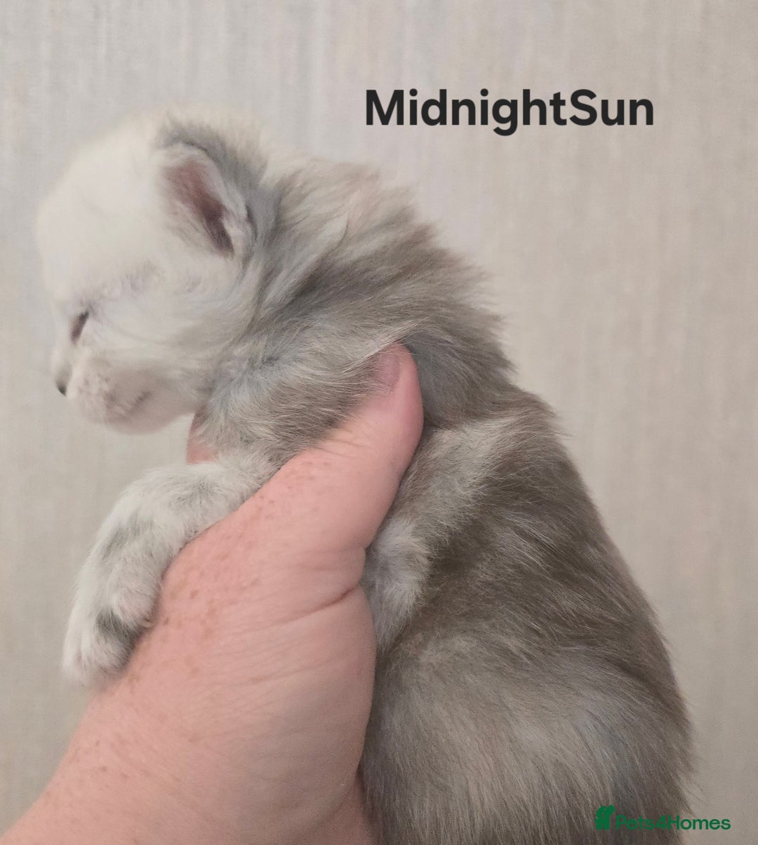Maine Coon cats for sale: Maine Coon Kittens Black Shaded European Lines - Image 9