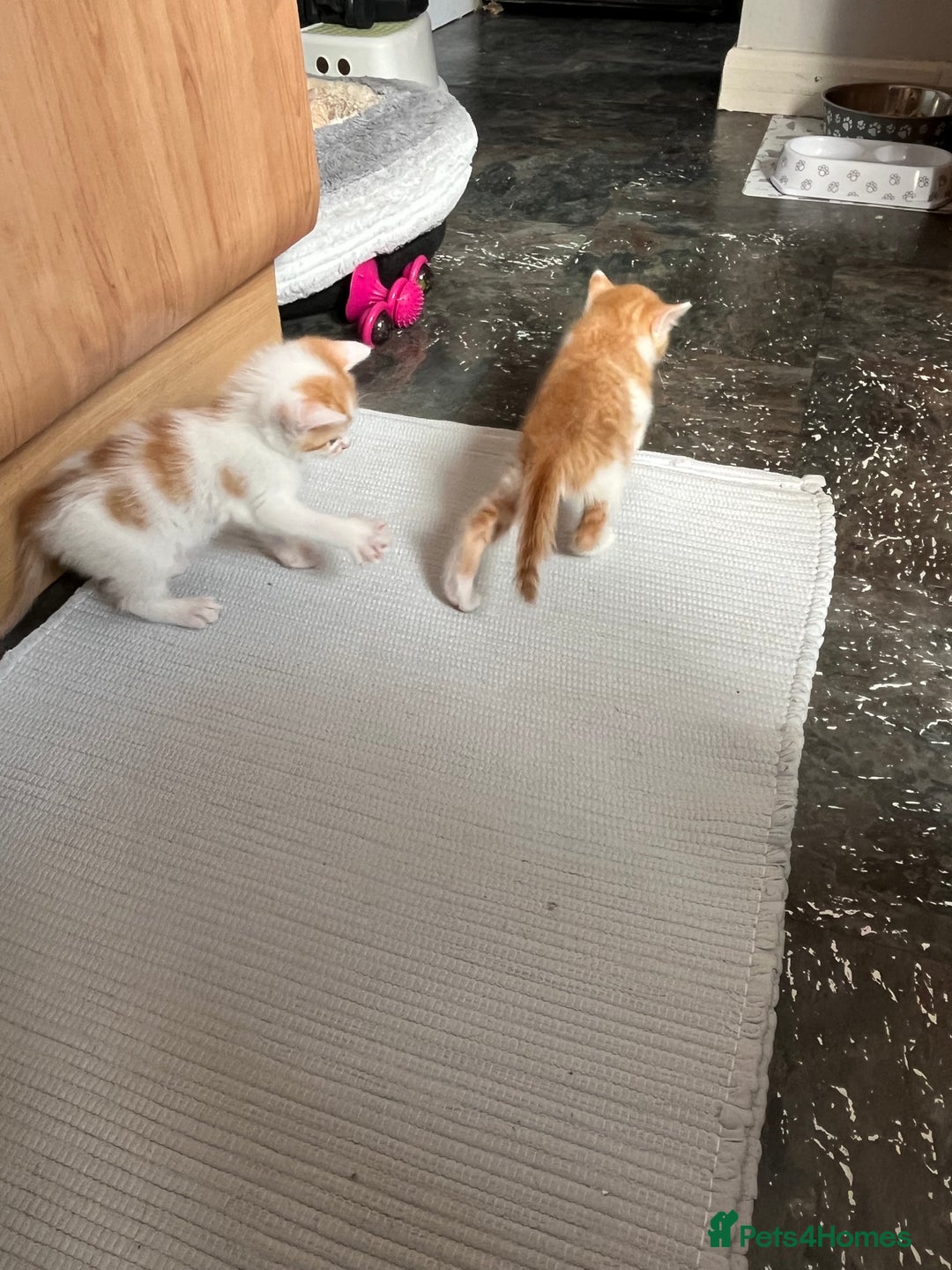 British Shorthair cats for sale: Shorthairs Uk Cat  - Image 16