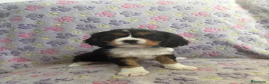 Cavalier King Charles Spaniel Puppy 1