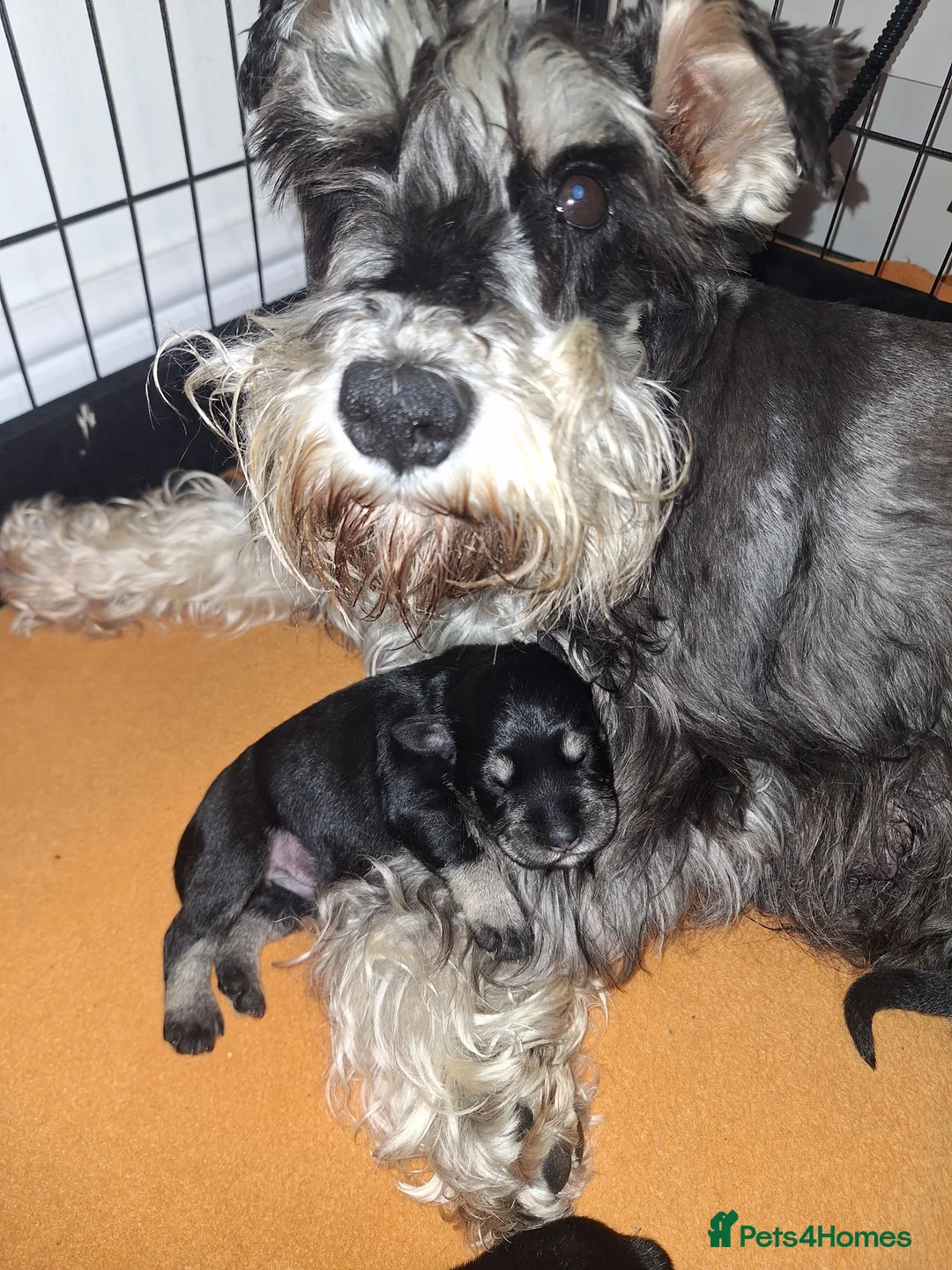 Miniature Schnauzer dogs for sale: 8 adorable miniature schnauzer puppies  - Advert 6