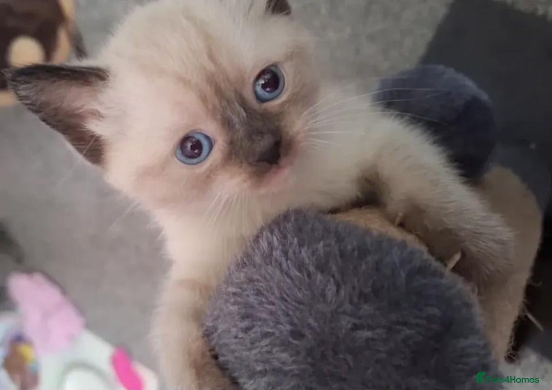 British Shorthair cats for sale: Luna’s Litter 🩶 - Image 17
