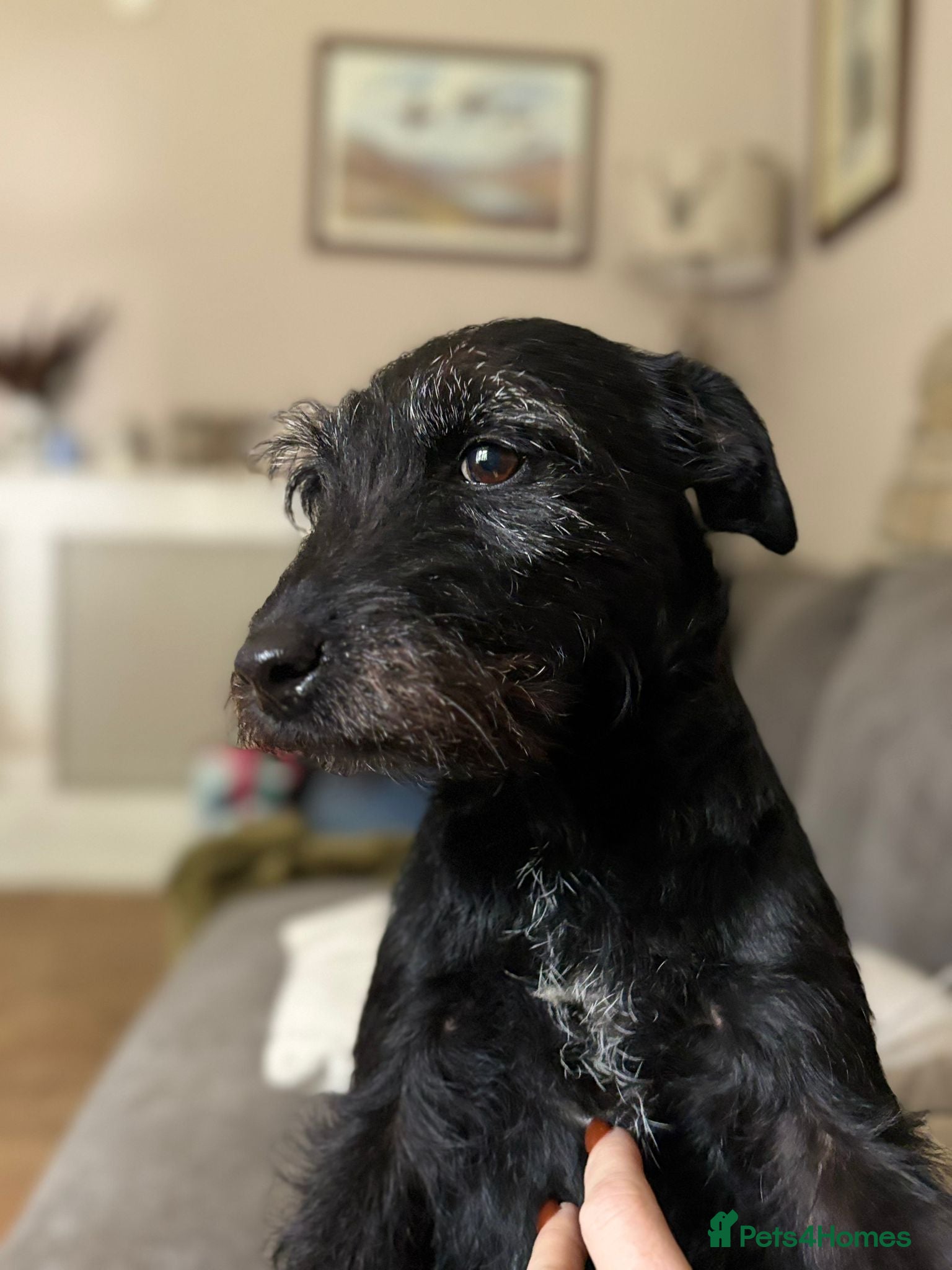 Patterdale Terrier dogs Docked Patterdale Black Puppies  - Advert 1