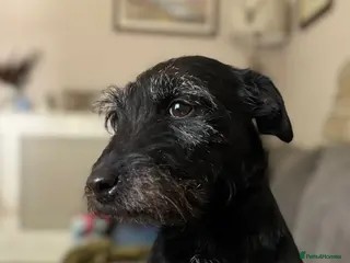 Patterdale Terrier dogs Docked Patterdale Black Puppies - Advert 1