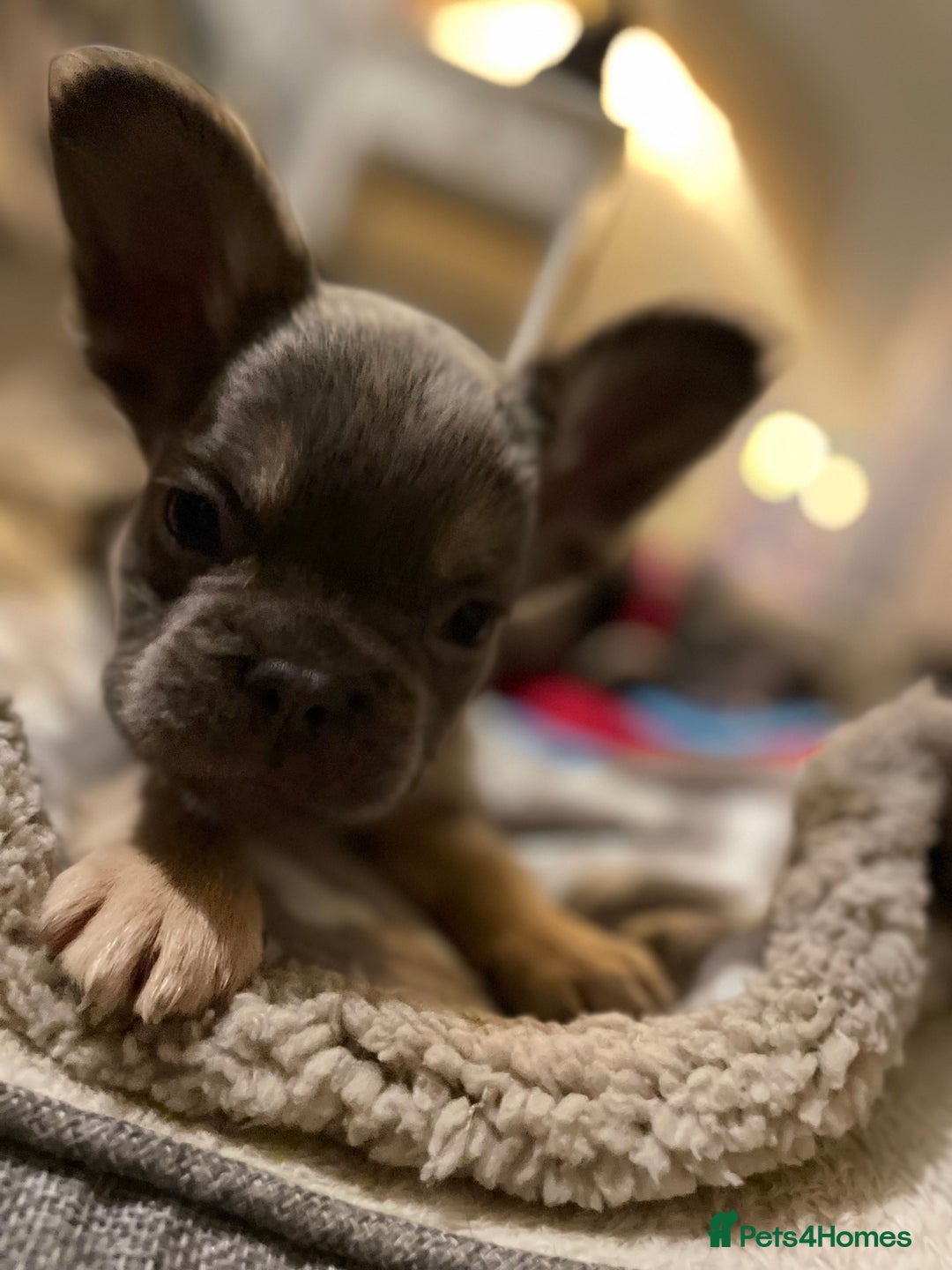 French Bulldog dogs for sale: Visual Fluffy Compact French Bulldogs 🩷🐶🐾 - Advert 13