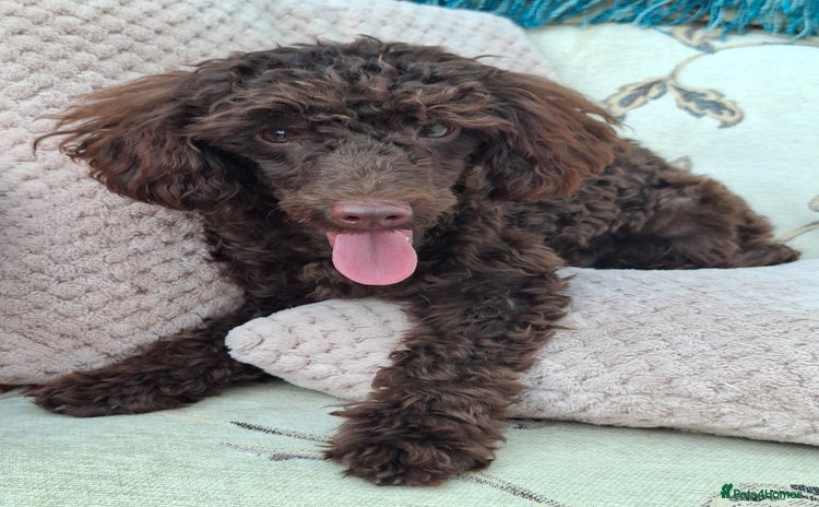 Toy Poodle dogs - Advert 1