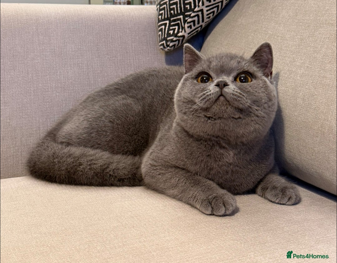 British Shorthair cats for sale: Lovely BSH  - Advert 7
