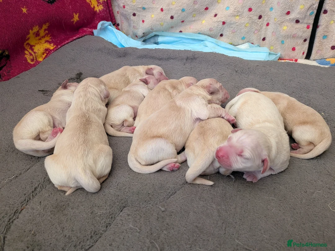 Golden Retriever dogs for sale: Gorgeous golden retriever puppies  - Advert 2