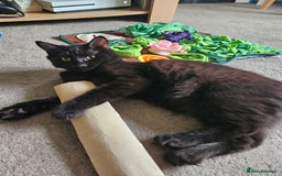 Ragdoll cats for sale: Brother & Sister 8month Ragdoll kittens for Home - Advert 12