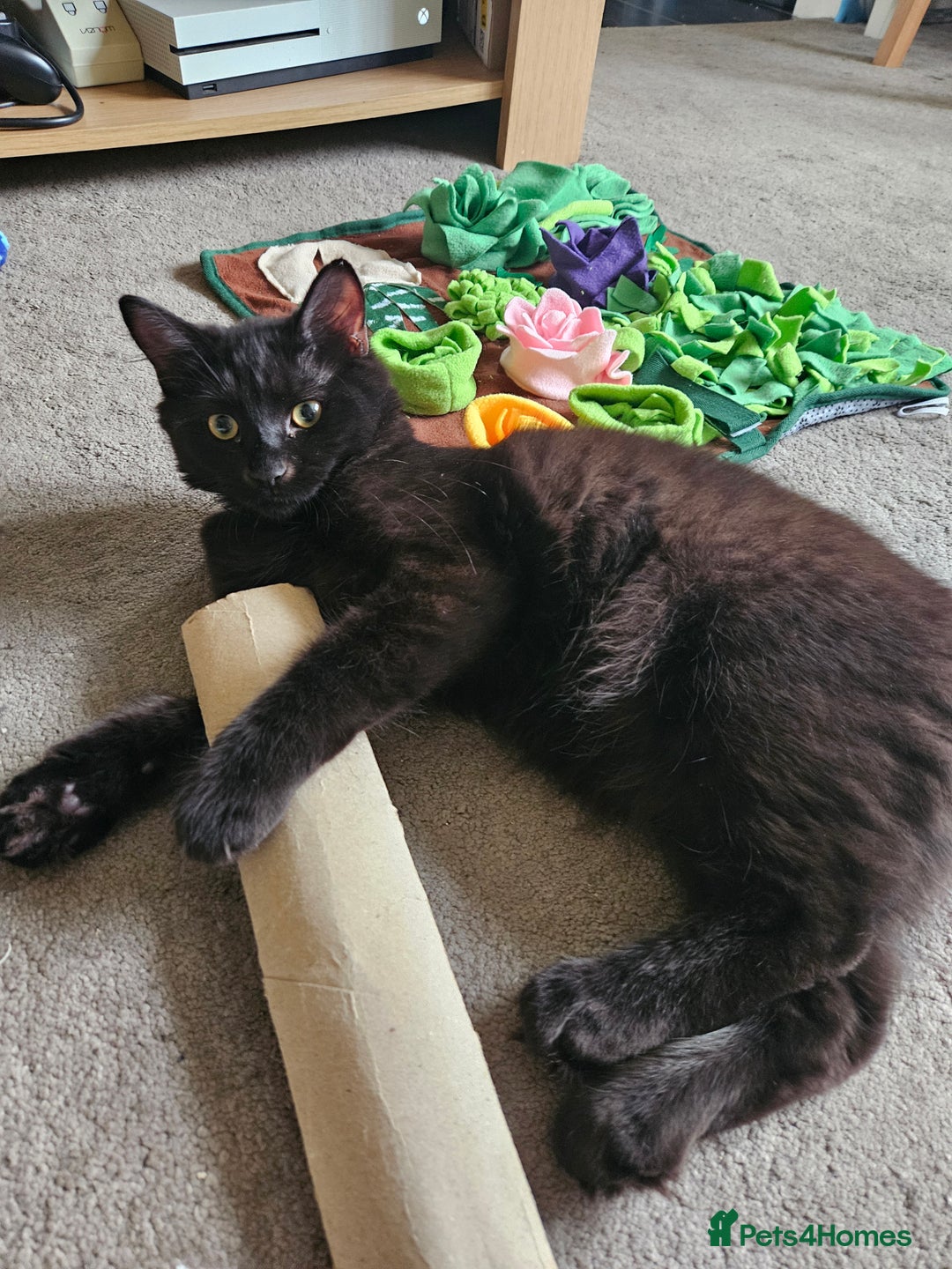 Ragdoll cats for sale: Brother & Sister 8month Ragdoll kittens for Home - Advert 12