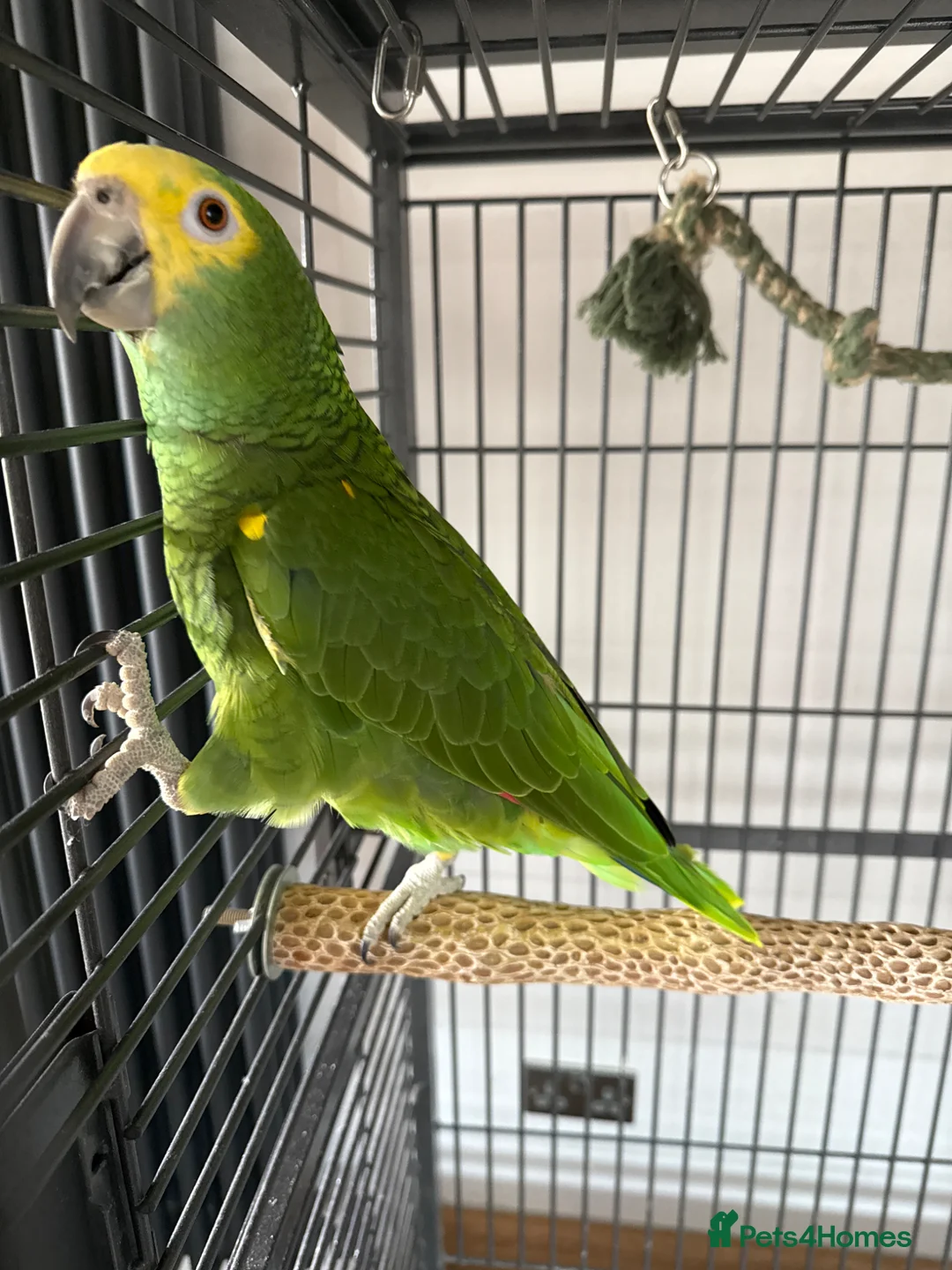 Parrots birds for sale: Blue fronted Amazon Parrot  in Neath - Advert 2