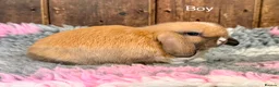 Mini Lop rabbits for sale: Stunning Mini Lop Buck - Advert 2