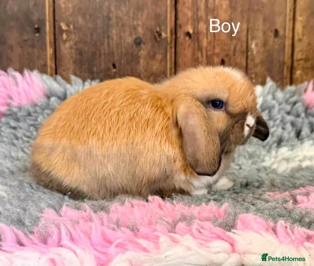 Mini Lop rabbits for sale: Stunning Mini Lop Buck - Advert 2