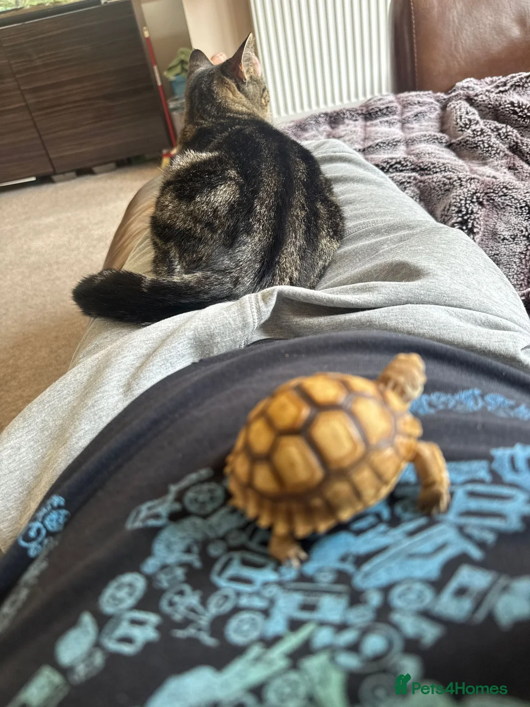 Tortoise reptiles for sale: Sulcata Tortoise 1.5yrs old in Rochdale - Advert 1