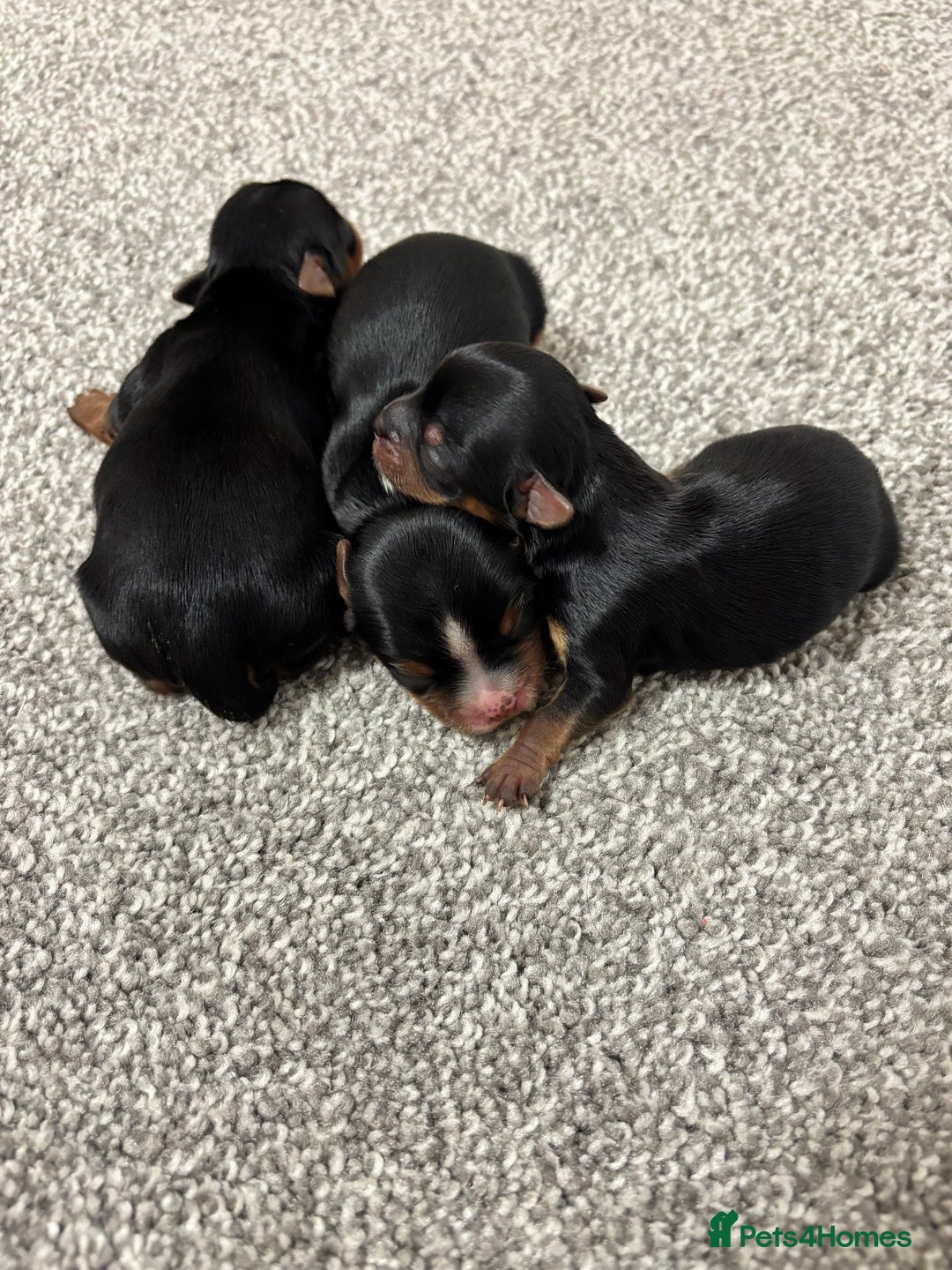 Yorkshire Terrier dogs for sale: ✨ Adorable Yorkshire Terrier Puppies  - Image 1