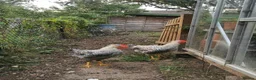 Chickens poultry for sale: Cockerels Free in Dunstable - Advert 2