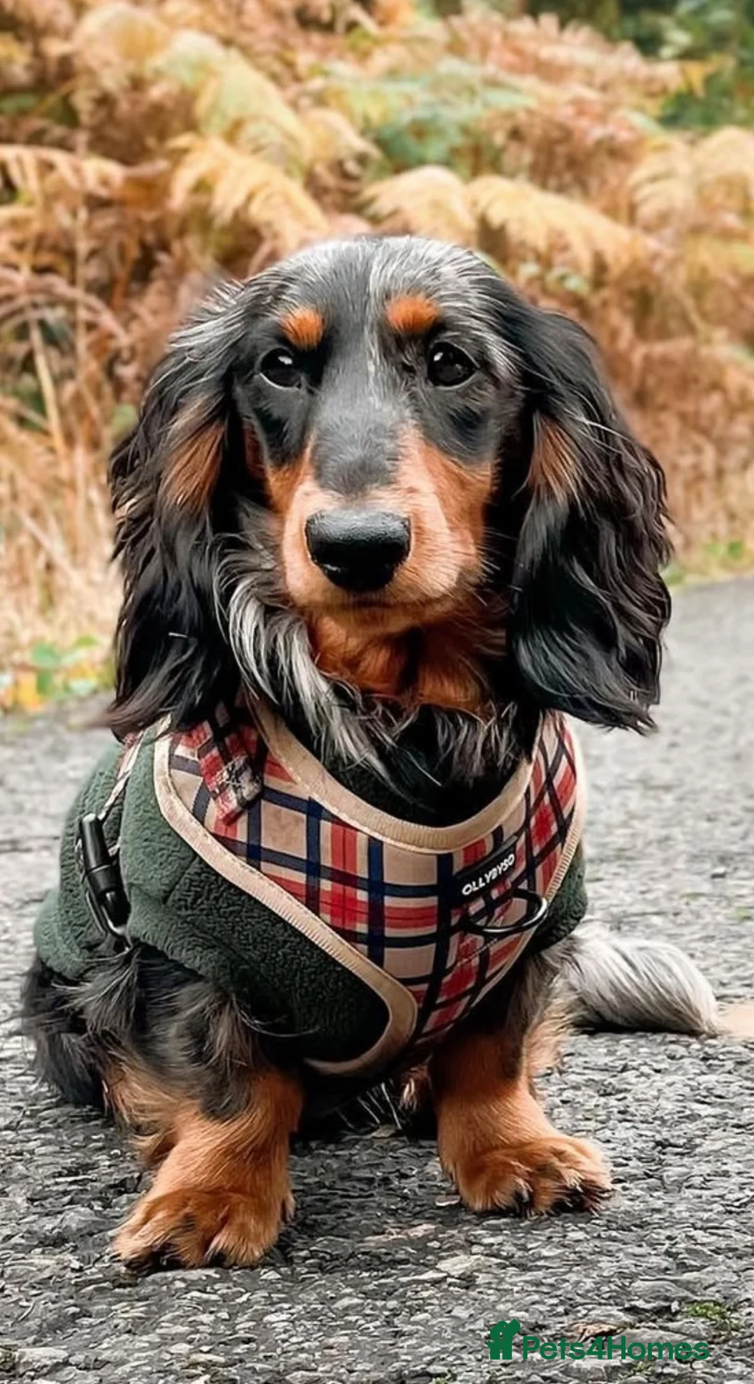 Miniature Dachshund dogs for sale: Miniature dachshund pups - Advert 15