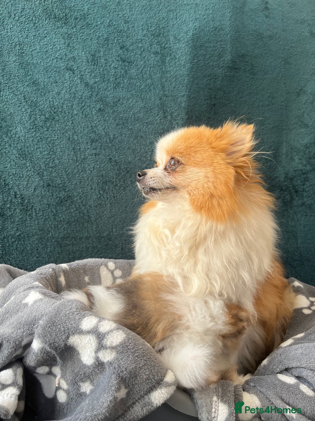 Pomeranian dogs for sale: Fluffy Pomeranian puppies - Image 8