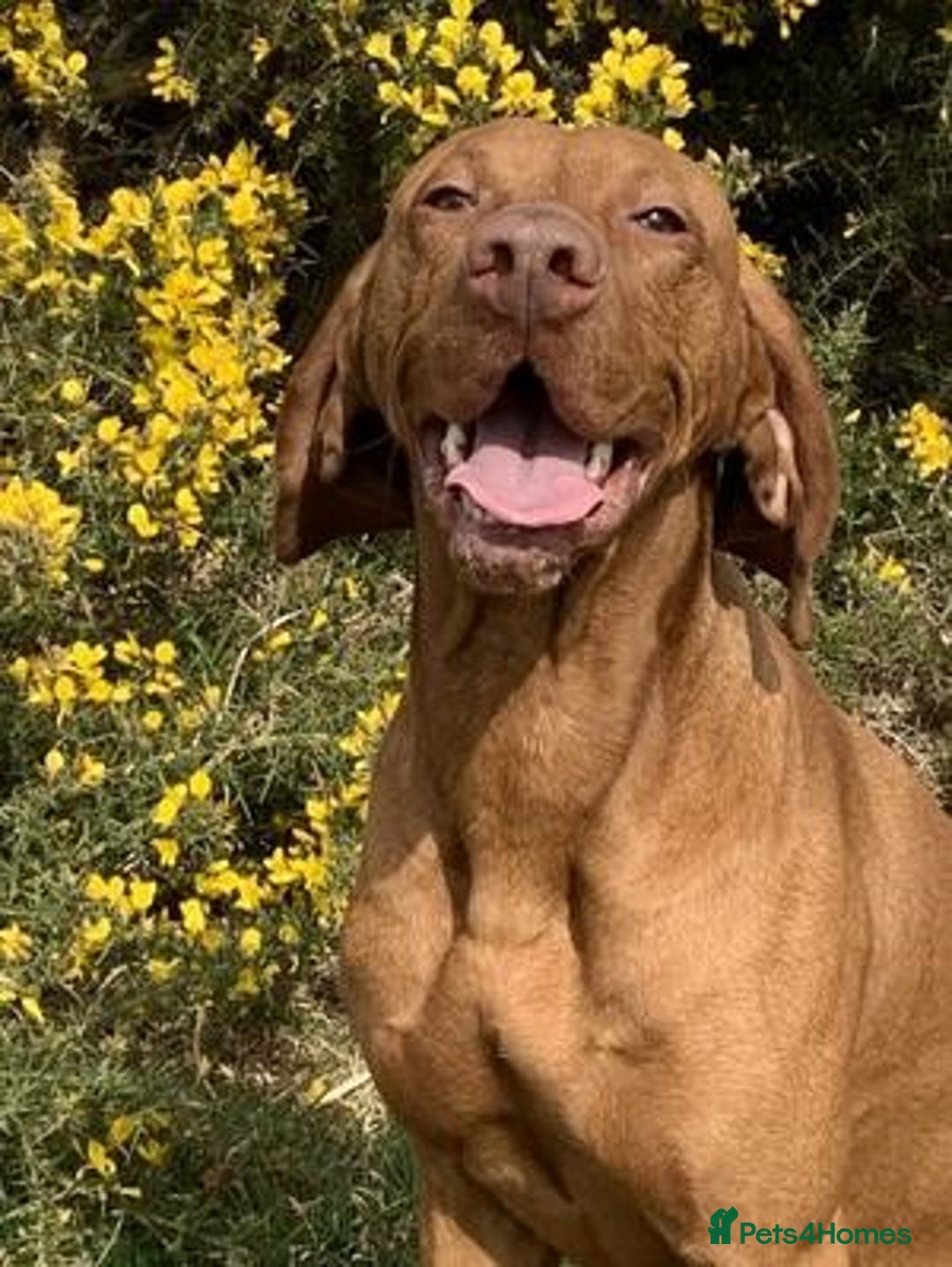 Hungarian Vizsla dogs for sale: Wonderful puppies from mum with 0/0 hip score.  - Image 12