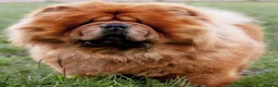 Chow Chow dogs for stud: HOGAN VERY WELL PROVEN STUD in Cheltenham - Advert 3