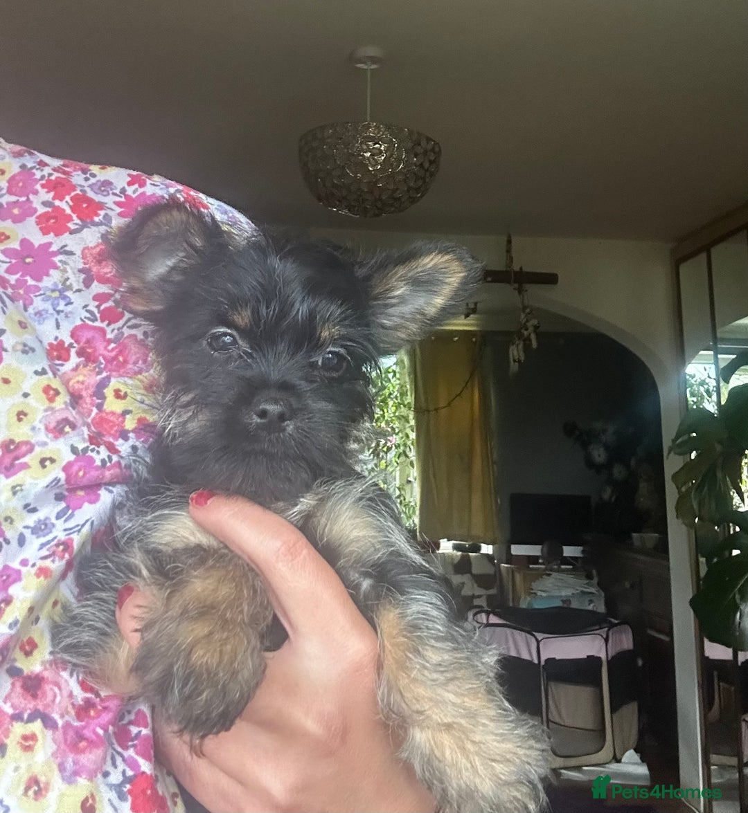 Chorkie dogs for sale: 9 weeks old puppies Yorkshire terrier chihuahuas - Image 13