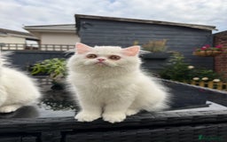 Persian cats for sale: 2 white Gorgeous Persian Boys - Image 35