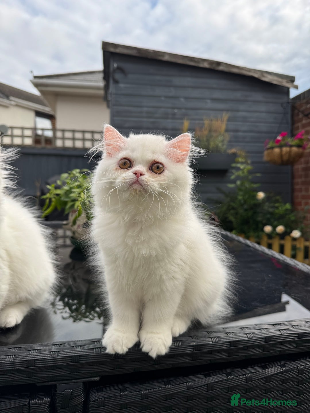 Persian cats for sale: 2 white Gorgeous Persian Boys - Image 35