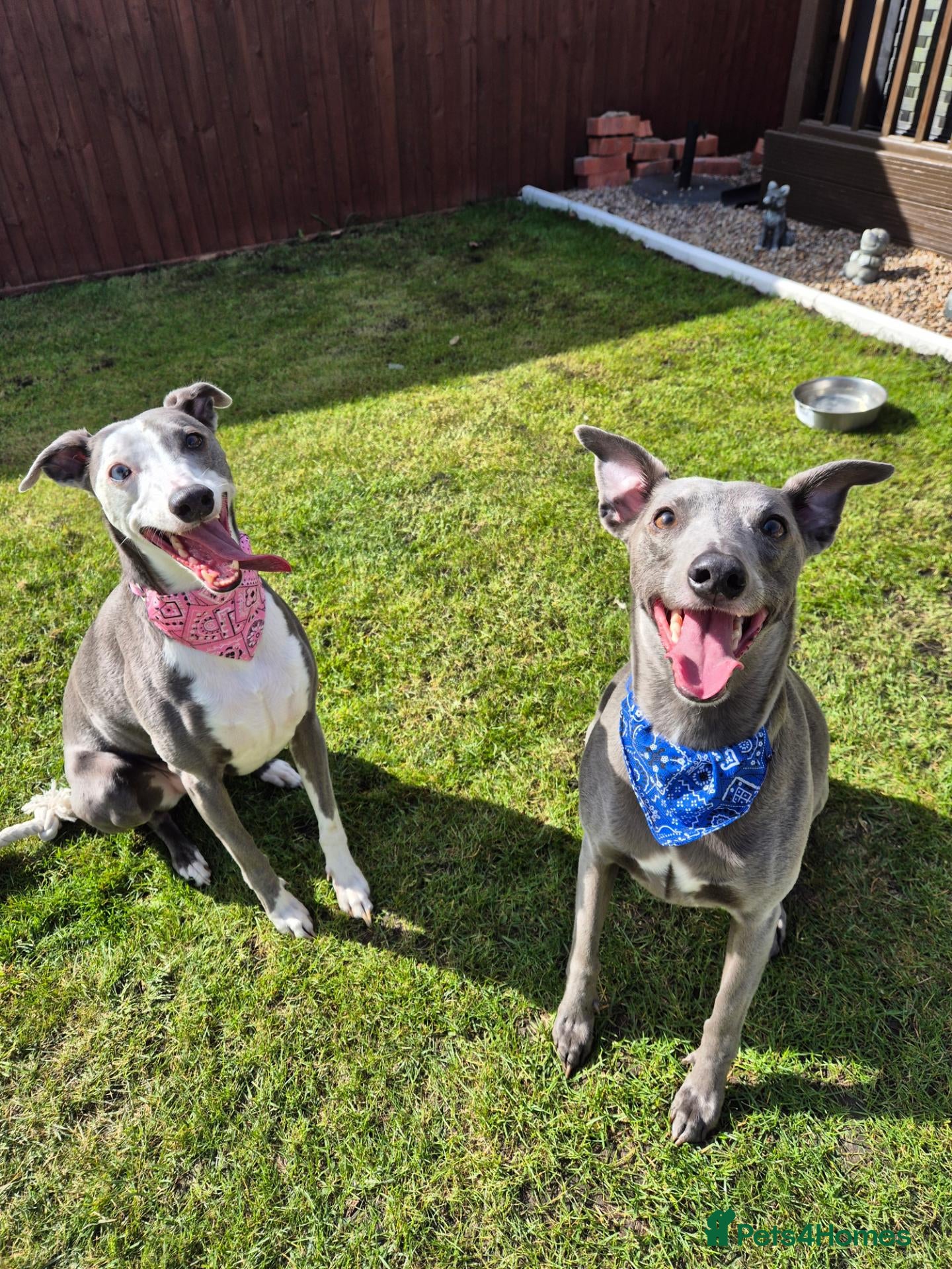 Whippet dogs 2 Whippets 5 years old - Must stay together - Advert 6