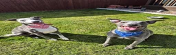Whippet dogs for sale: 2 Whippets 5 years old - Must stay together - Advert 1