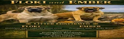 Boerboel dogs for sale: Boerboel Puppies - Advert 1