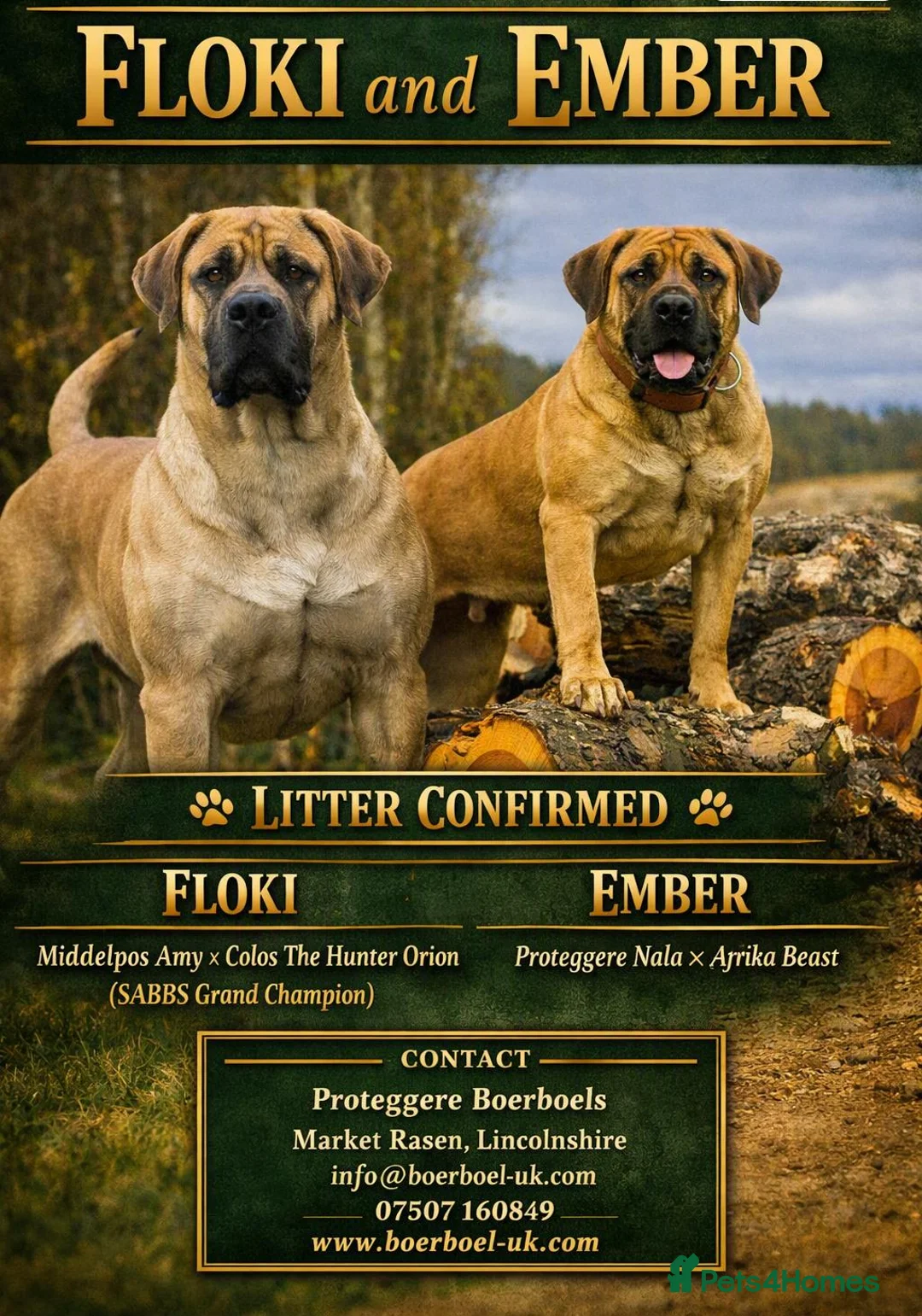 Boerboel dogs for sale: Boerboel Puppies - Advert 1