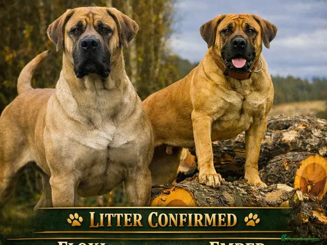 Boerboel dogs Boerboel Puppies - Advert 1
