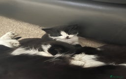 Mixed Breed cats for sale: 4 Beautiful fluffy Black & White kittens  - Image 11