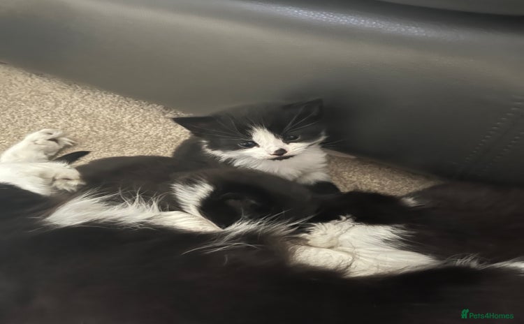 Mixed Breed cats - Advert 10