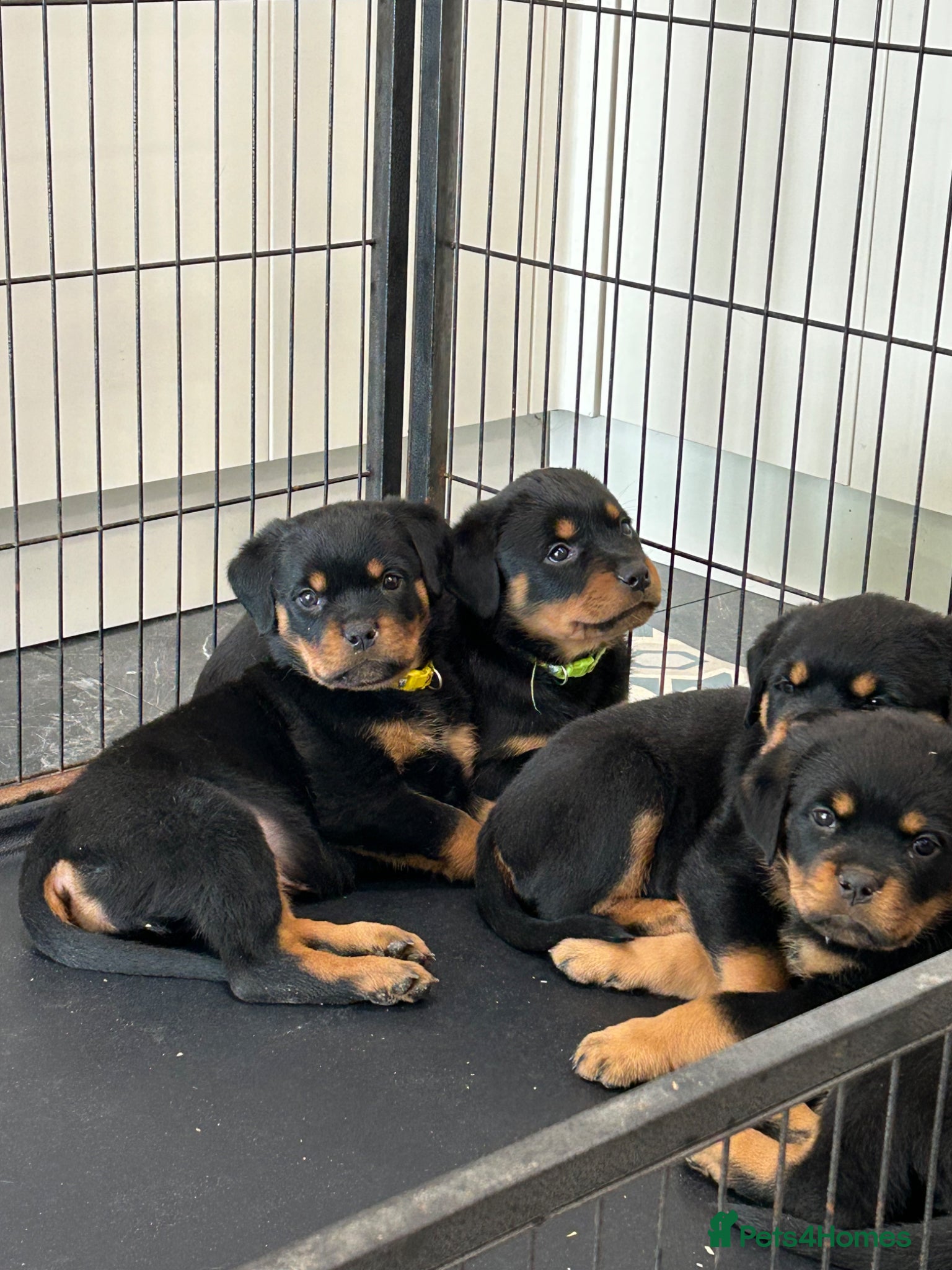 Rottweiler dogs Rottweiler Puppies  - Advert 2