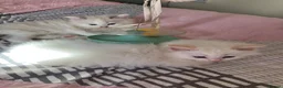 Ragdoll cats for sale: Beautiful Ragdoll kittens  - Advert 15
