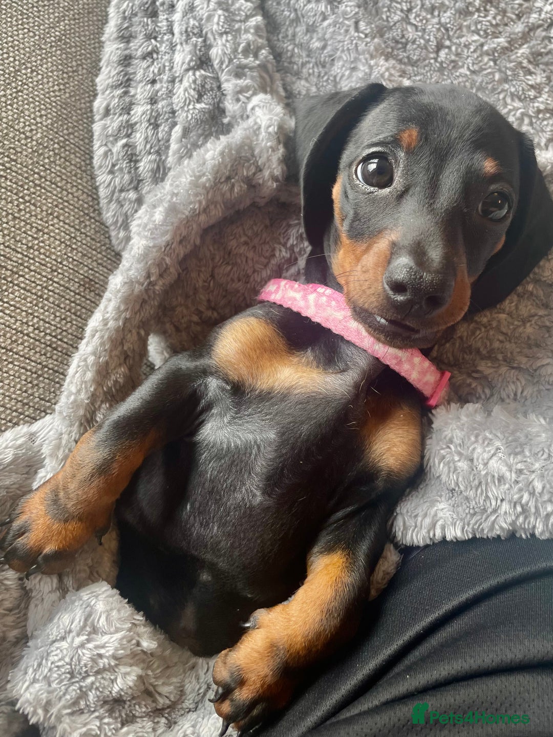 Dachshund dogs for sale: 8 month female pup needing a loving home  - Advert 2