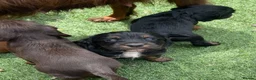 Cocker Spaniel dogs for sale: Beautiful working cocker spaniel puppies - Advert 20