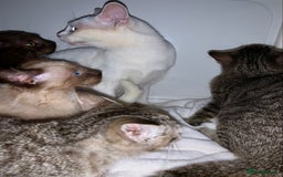 Mixed Breed cats for sale: Beautiful kittens Ready now Open to offers  in Chester - Image 28