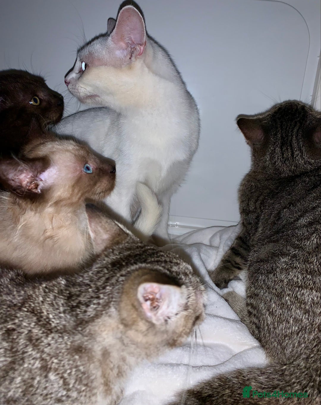 Mixed Breed cats for sale: Beautiful kittens Ready now Open to offers  in Chester - Image 28