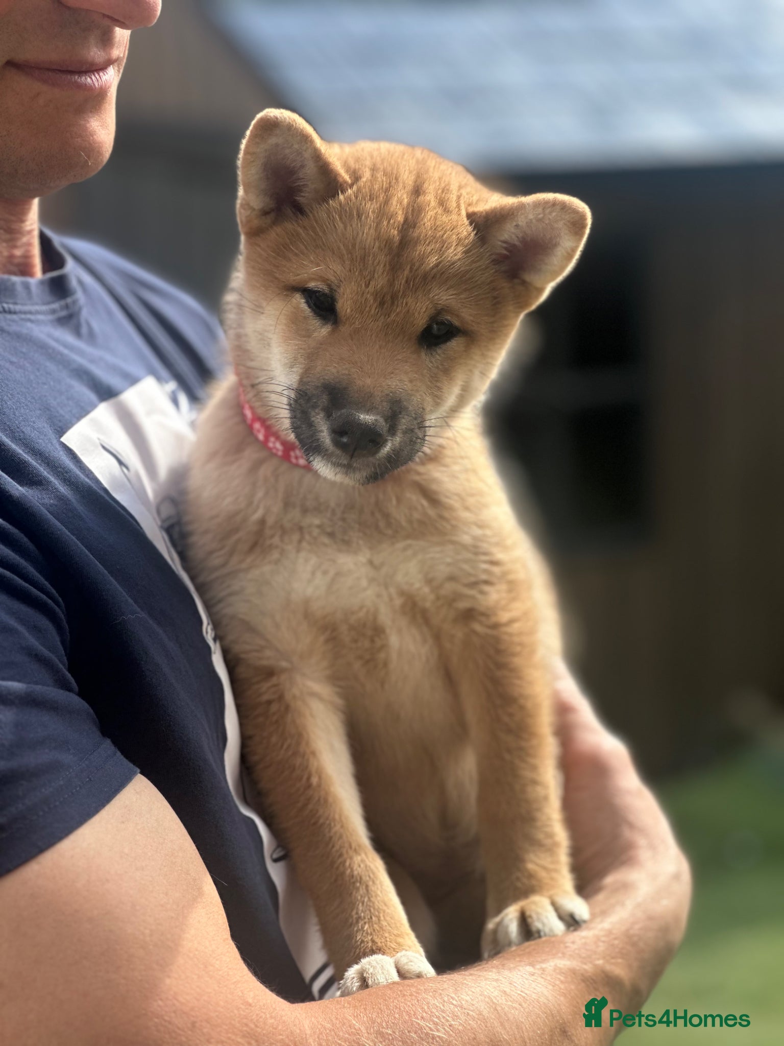 Japanese Shiba Inu dogs for sale: KC-Certified Shiba Inu puppies. 100% Pure blooded. - Advert 4