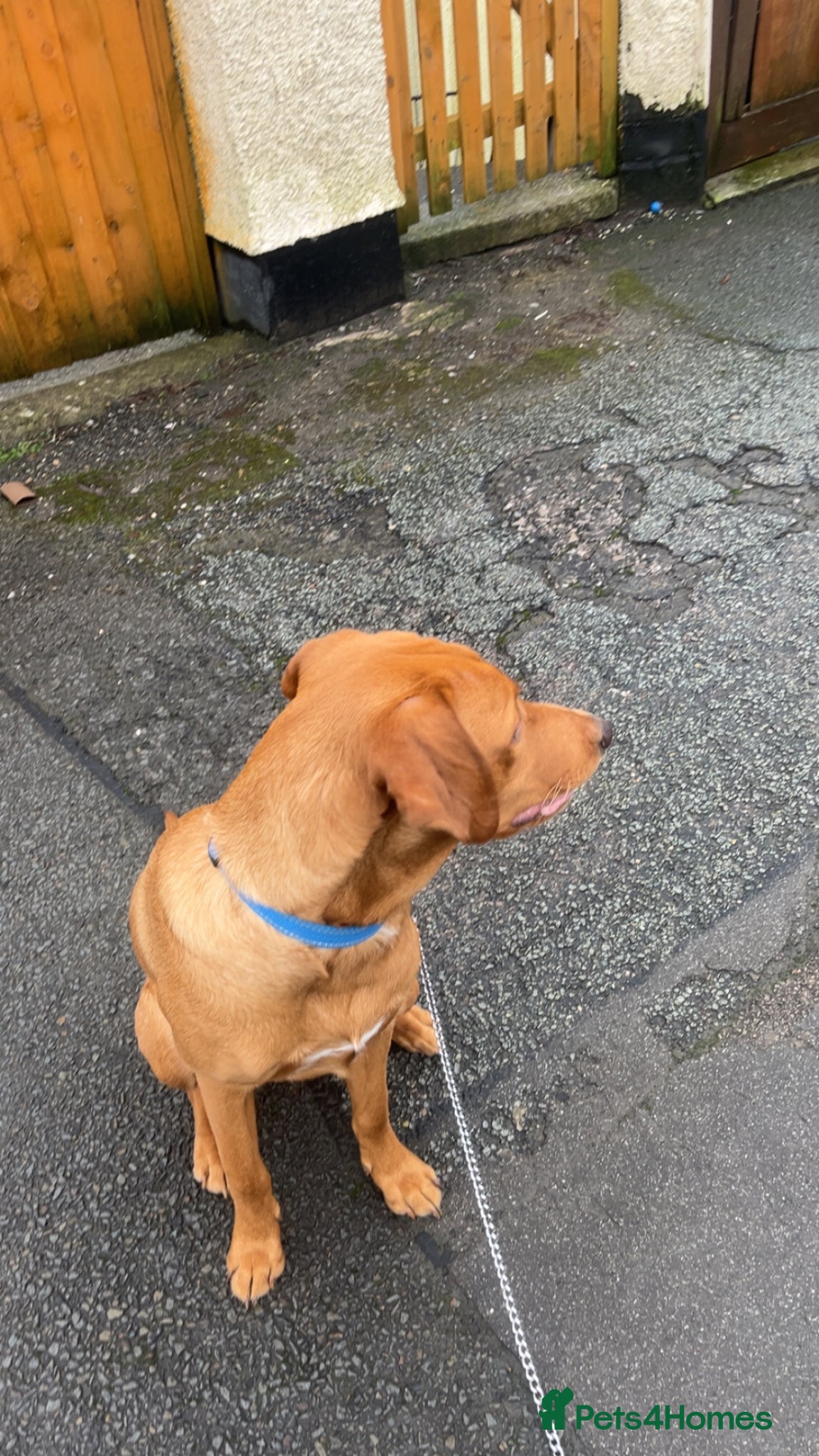 Labrador Retriever dogs Fox red Labrador - Advert 4