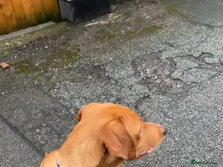 Labrador Retriever dogs Fox red Labrador - Advert 5