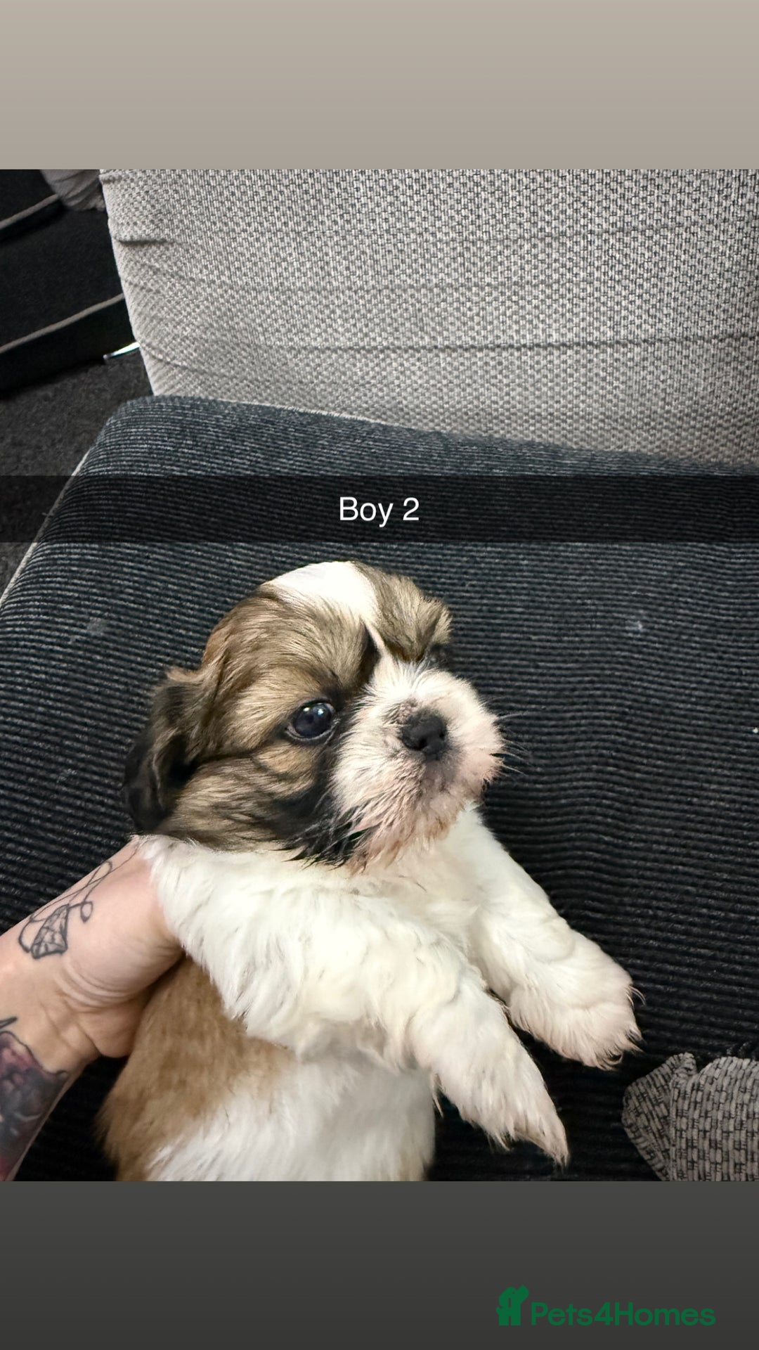 Shih Tzu dogs for sale: 5 stunning Shih Tzu puppies  - Advert 15