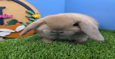 Mini Lop rabbits - Advert 10
