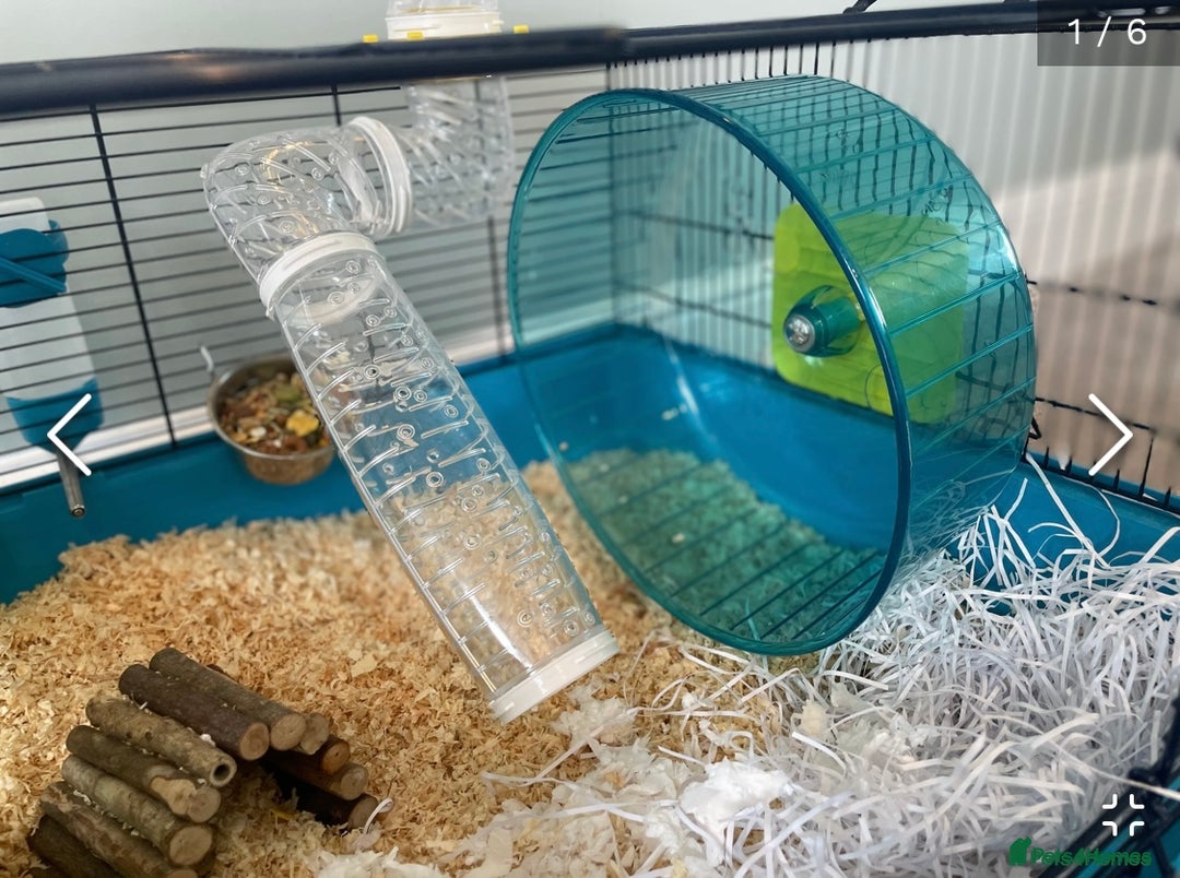 Hamster rodents for sale: Rolo our fluffy Syrian hamster  - Image 9
